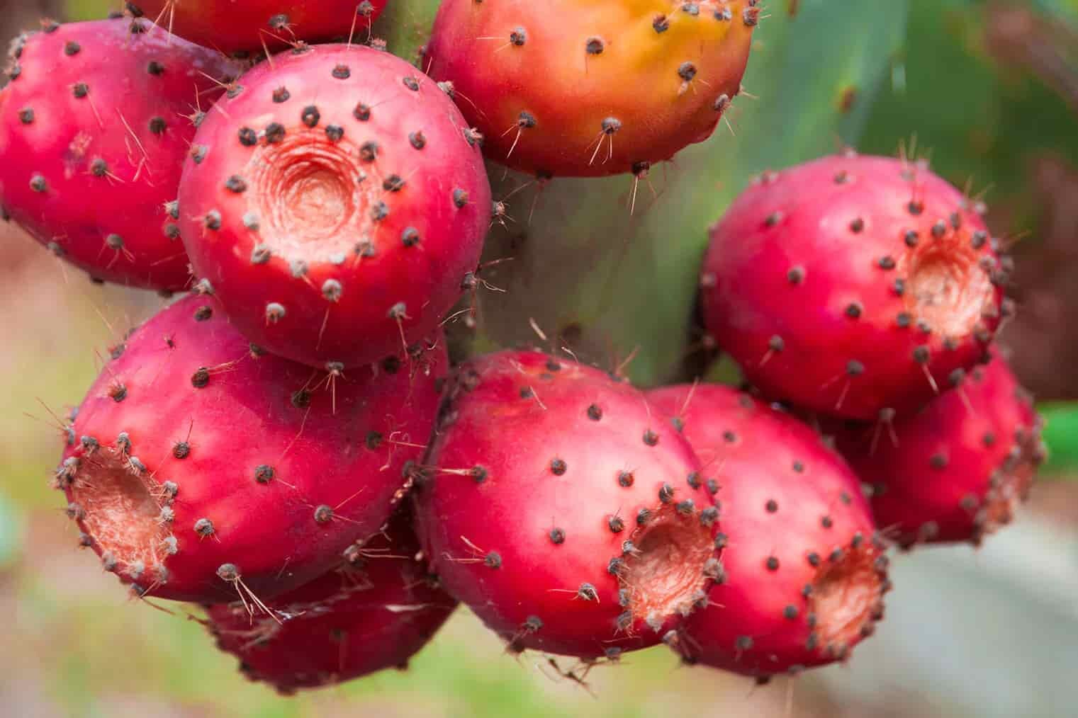 شجرة التين الشوكي روجابيلونا Opuntia ficus-indica 'Roja Pelona'