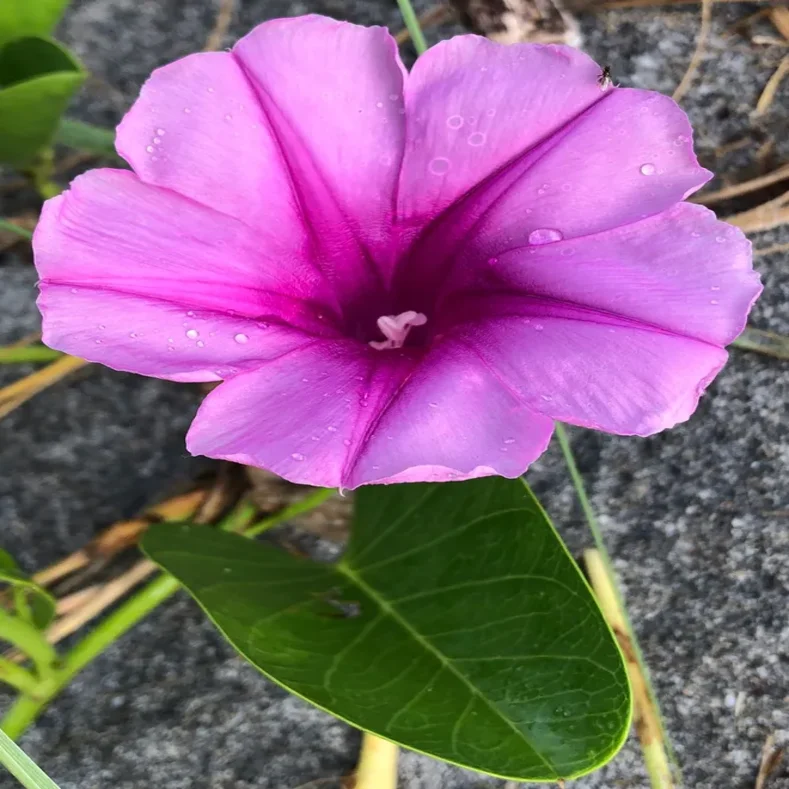 اللبلاب او ظلف الماعز Ipomoea pes-caprae