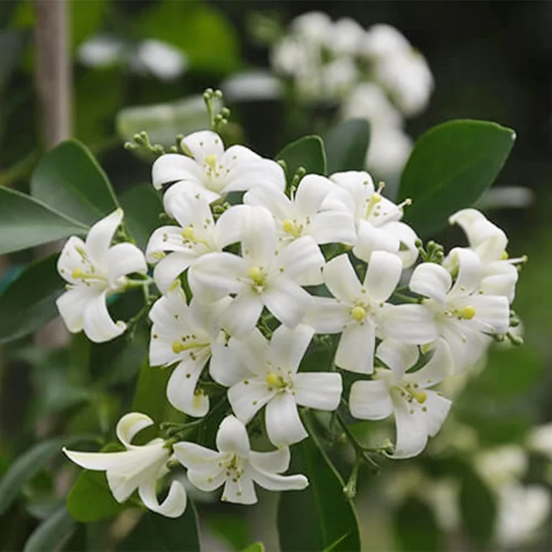 ملكة الليل Cestrum nocturnum